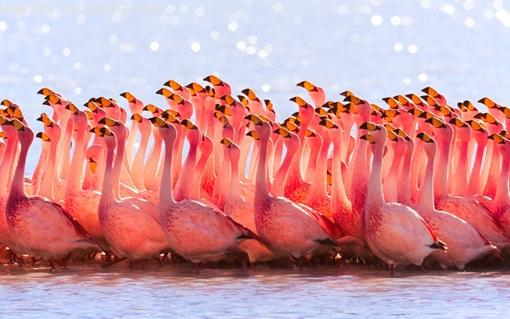 Pink flamingos