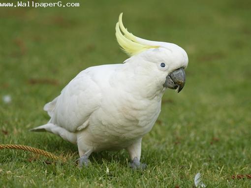 Beautiful white bird