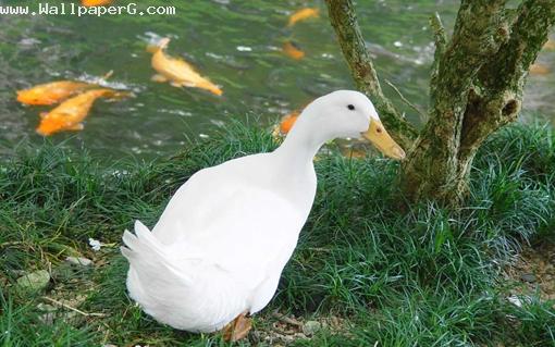 Bird near the water