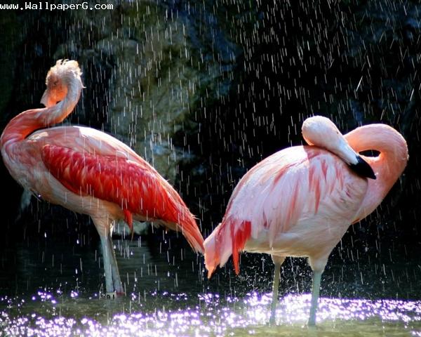 Bathing birds