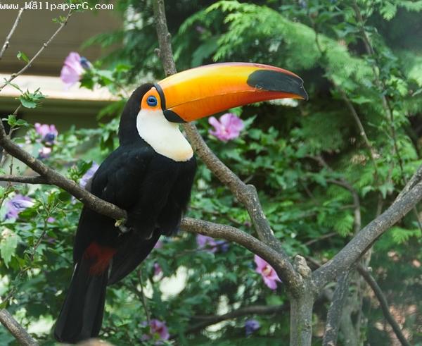 Keel billed toucan bird