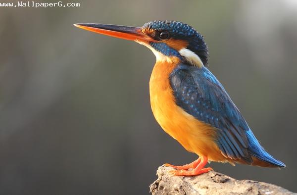 Proudy kingfisher