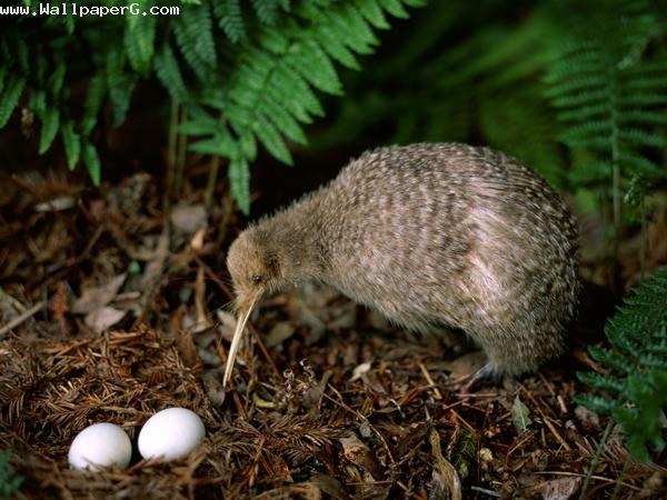 Kiwi eggs