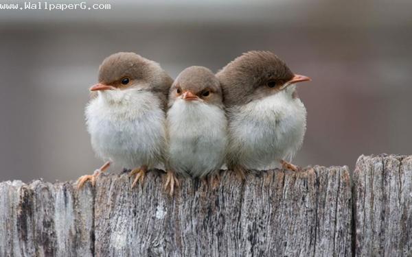 Cute birds