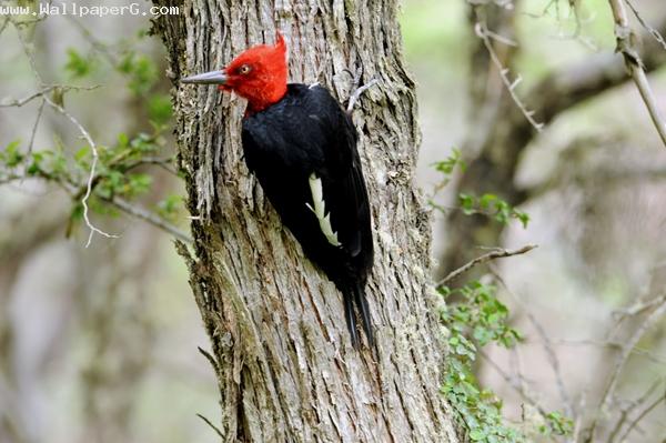 Wood pecker