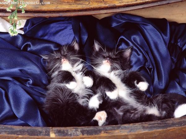 Sleeping cats