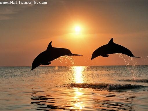 2 dolphins