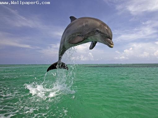 Dolphin