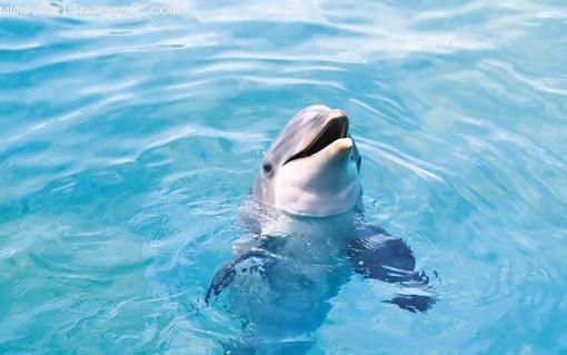 Cute dolphin