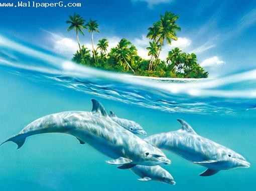 3 dolphin