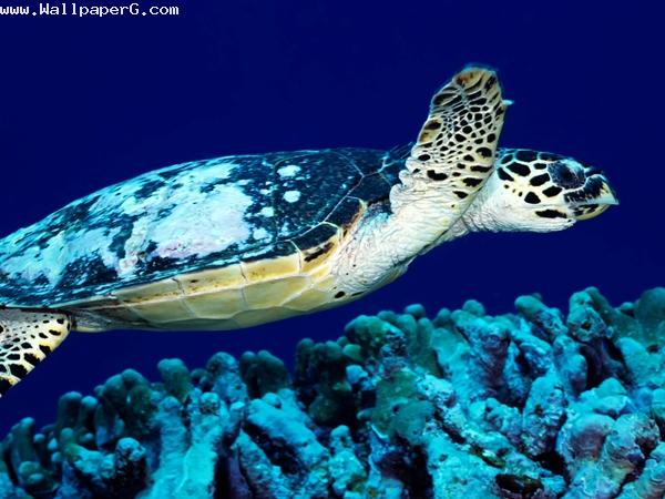 Tortoise