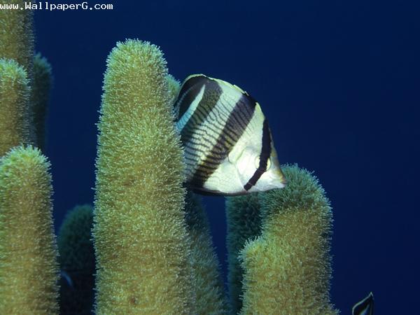 White and black fish