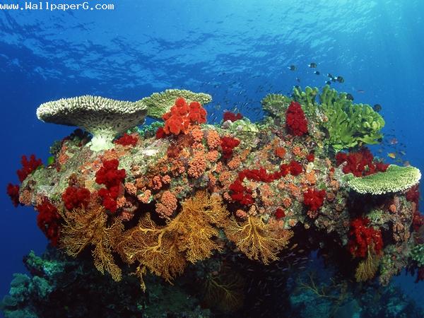 Cauliflower coral