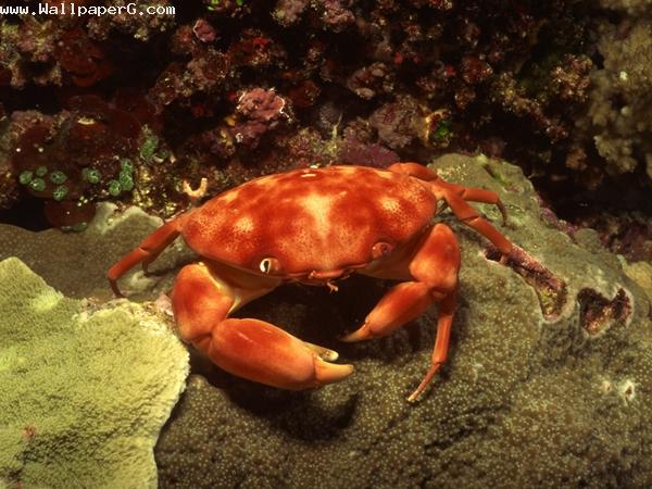 Crab