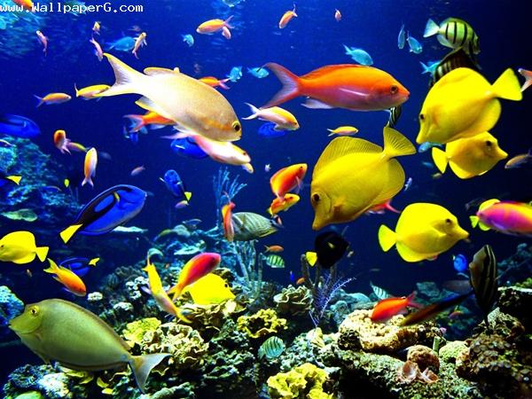 Colorful fishes wallpaper