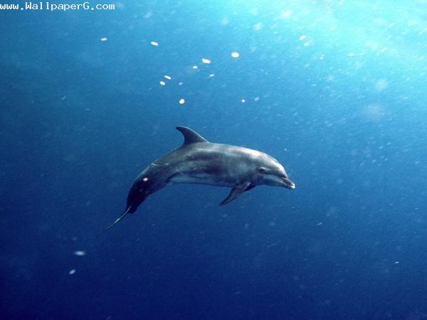 Swimming dolphin