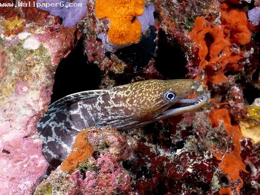 Eel