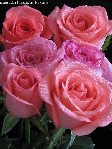 Pink roses 1