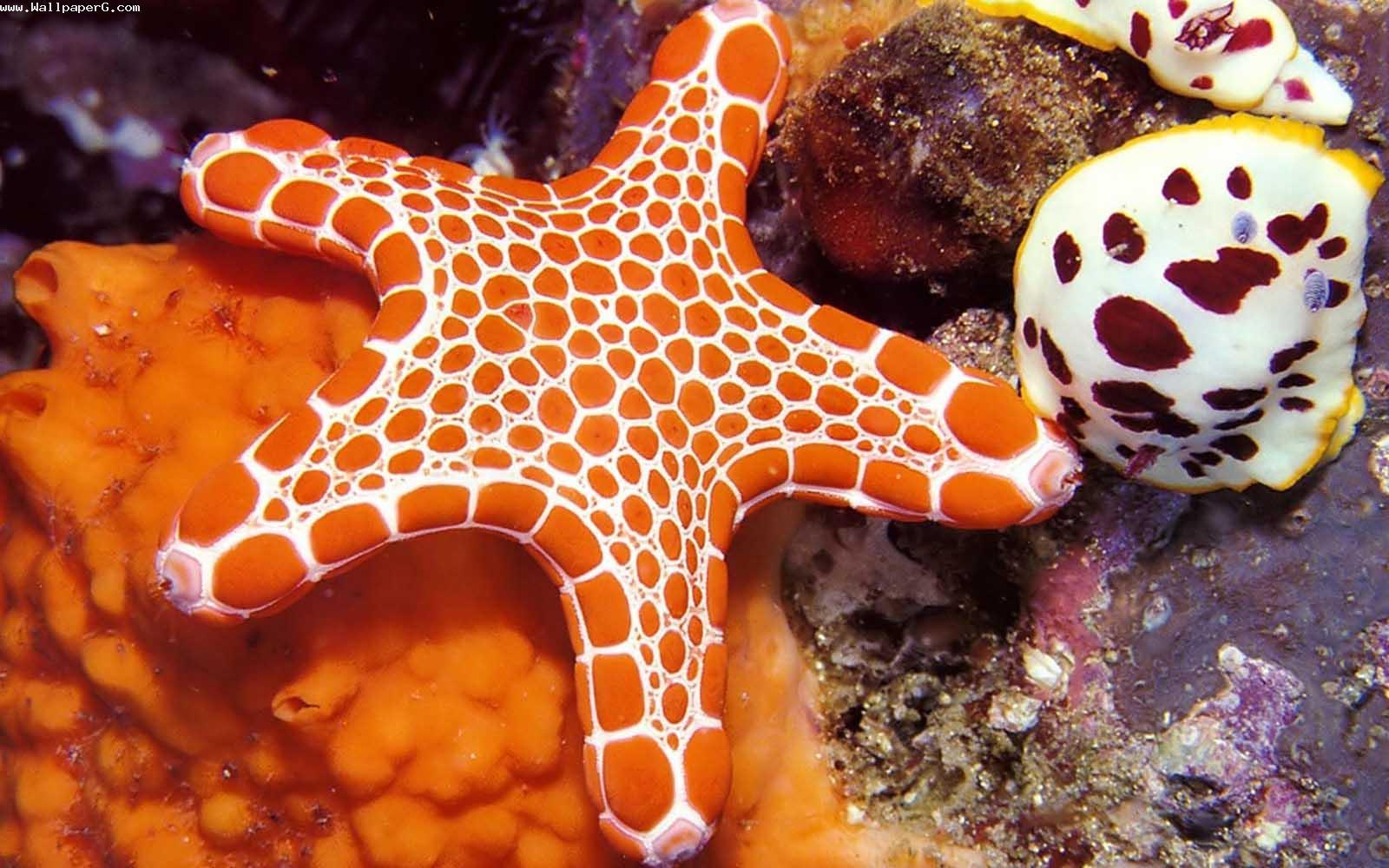 Orange star fish