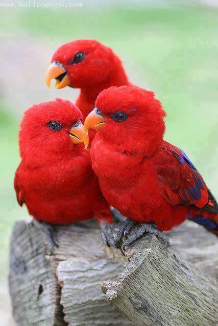 3 red birds