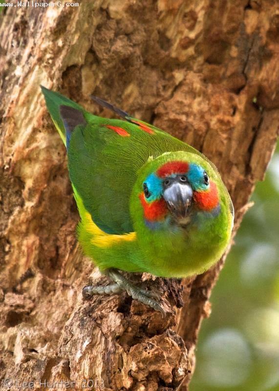 Colorful birds