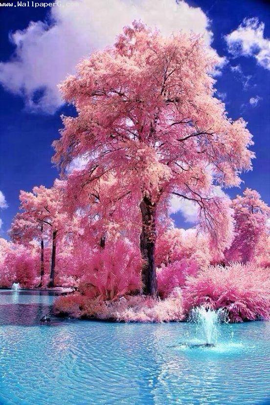 Pink tree in river