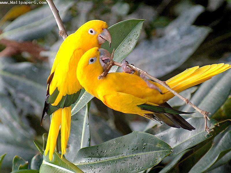 2 yellow birds