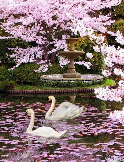 Beautiful swans