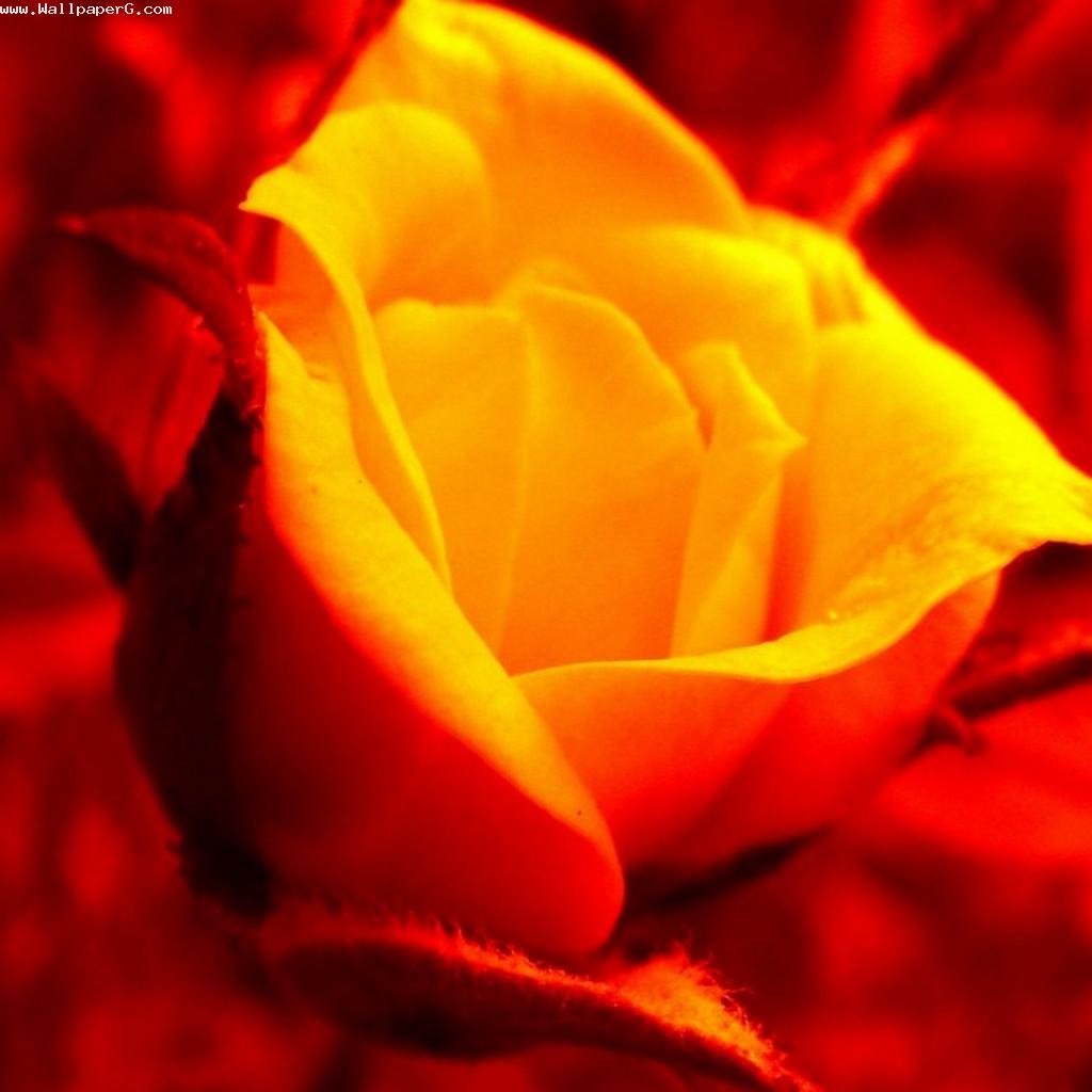 Download Yellow rose pretty - Desktop laptop wallpaper- For Mobile Phone