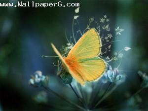 Yellow butterfly 1