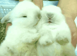 Animated rabbits