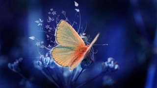 3d butterfly