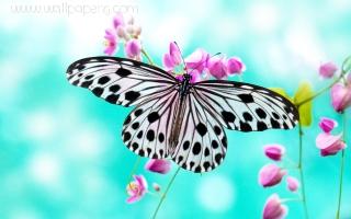 Black and white butterfly