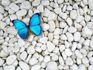 Blue butterfly on white stones