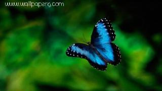 Bluish butterfly