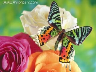 Butterfly in lovely petals