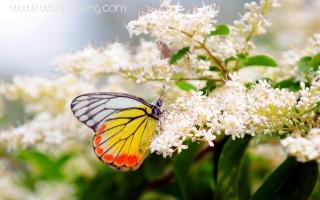 Butterfly on flowers