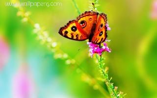 Butterfly on the flowers