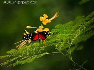 Butterfly wonder of natur