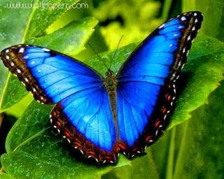 Blue butterfly(1)