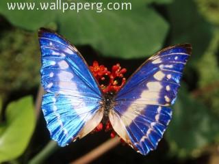 Butterfly(3)