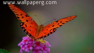 Butterfly on violeet flower