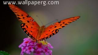 Butterfly on violeet flow