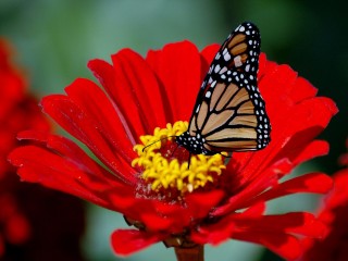 Butterfly on flowre