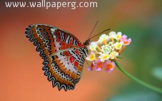 Macro butterfly(2)