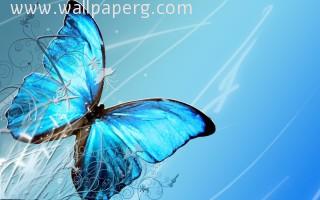 Blue butterfly image