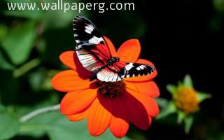 Macro butterfly 22