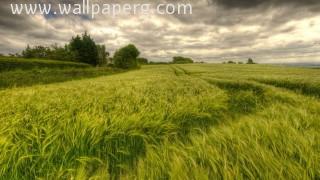 Tracks through wheat field wallpapers