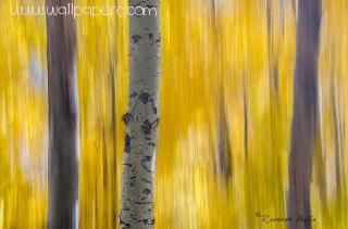 Fall abstract