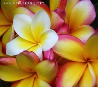 Frangipani flowers